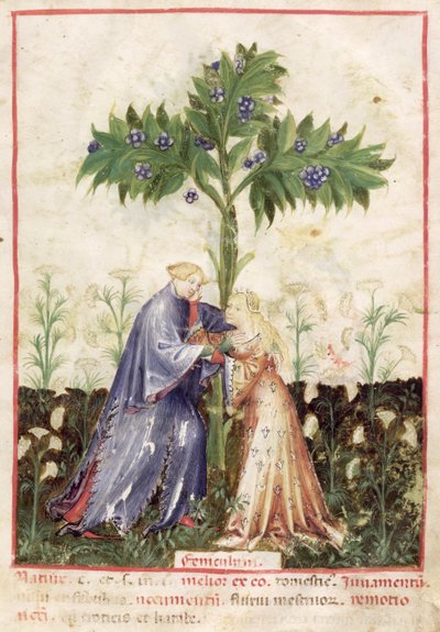 Nouy Acq Lat 1673 fol.41 Fennel、Tacuinum健康、c.1390-1400 作： Italian School