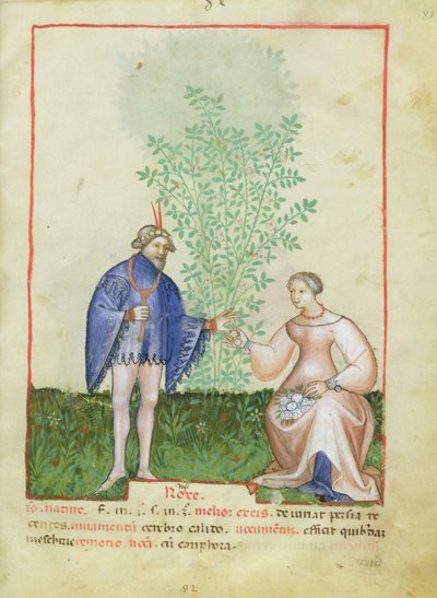 Nouy Acq Lat 1673 fol.83ローズ、健康なTacuinum、c.1390-1400 作： Italian School