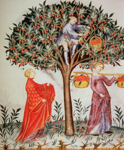 Tacuinumヘルシーコーデックスの新しい2644 fol.12rピッキングチェリー 作： Italian School