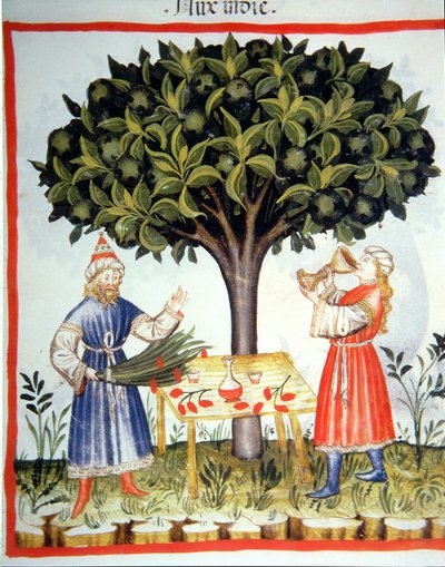 健康なTacuinumから新鮮なfol.14r 2644ナツメグを集める 作： Italian School
