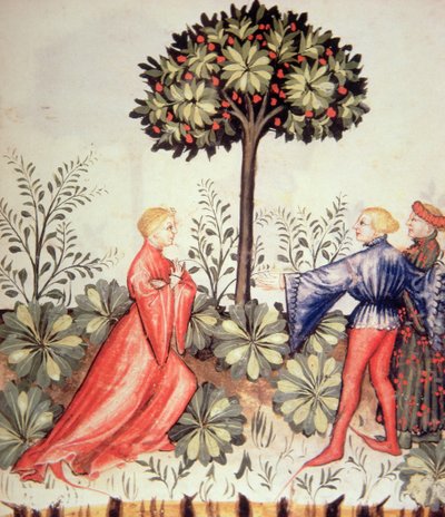健康なTacuinumからの新しい2644 fol.24r収穫マスタード 作： Italian School