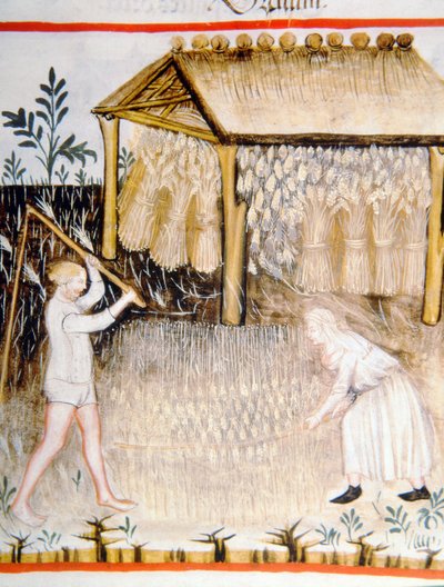 健康なTacuinumからの新しい2644 fol.44r脱穀大麦 作： Italian School