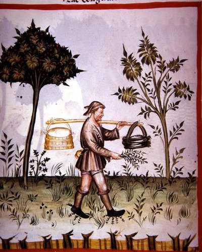 Nova 2644 fol.61v 「Tacuinum Sanitatis」より 凝ったミルク（ベラム製） 作： Italian School
