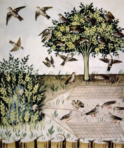 Nova 2644 fol.69r Turtle Doves、illustration from Tacuinum Santiatis Codex Vindobonensis 作： Italian School