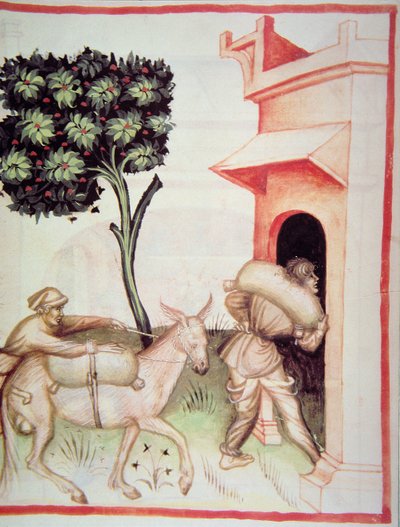 Nova 2644 fol.91vオリーブオイル：オリーブの輸送、Tacuinum Sanitatisから 作： Italian School