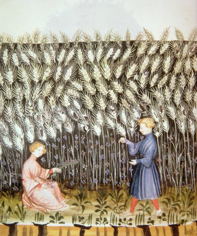 小説2644 fol.42v健康なTacuinumから小麦を収穫 作： Italian School