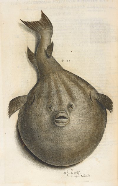 世界 Pesci Palombo、「Aquatilium Animalium Historiæ liber primus」のイラスト、Ippolito Salviani 作 作： Italian School