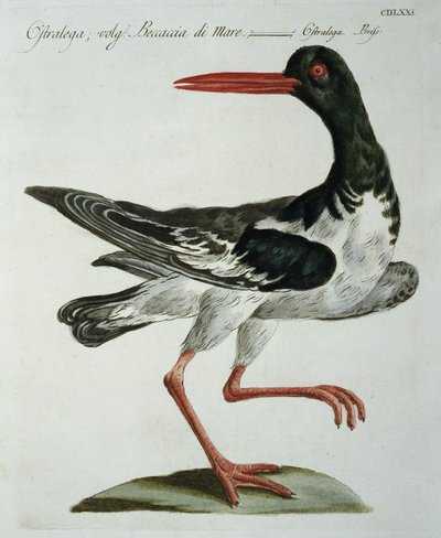 オイスターキャッチャー、c.1767-76（手描きの彫刻） 作： Italian School