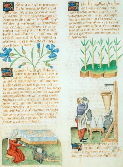 ディオスコリデス・ペダニウスの草稿集のページ 作： Italian School
