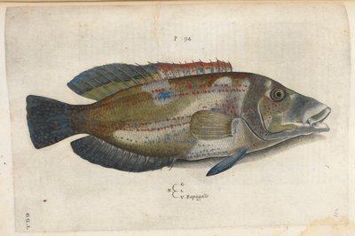 オウム (Nematistius pectoralis)、「Aquatilium Animalium Historiæ liber primus」のイラスト、Ippolito Salviani 作 作： Italian School