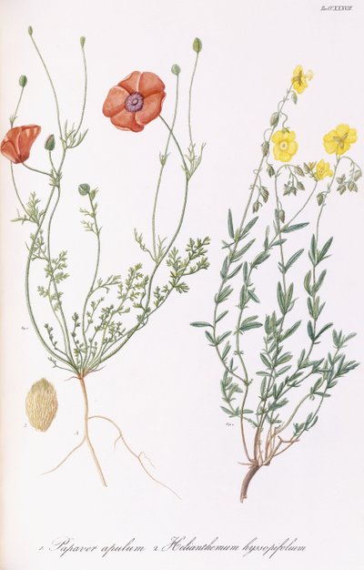 ケシとHelianthemumhyssopifolum、1811-1838 作： Italian School