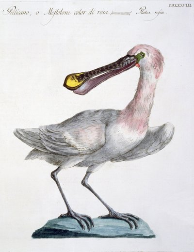 ペリカン、1767-76年頃（手描きの彫刻） 作： Italian School
