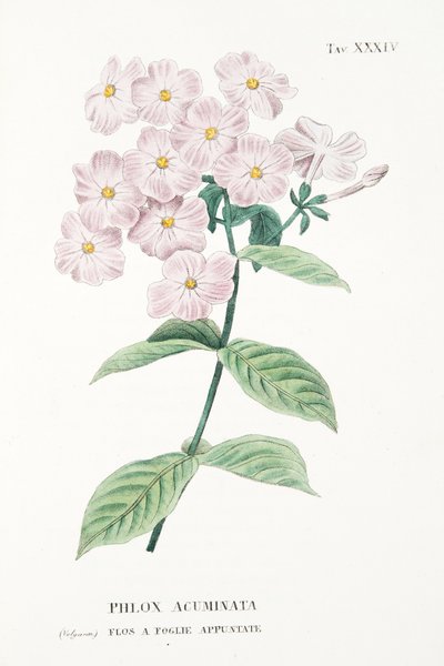 フロックスアクミナータ、プレートXXXIV、L "Antotrofia Ossia La Coltivazione De" Fiori、Antonio Piccioli、pub.1834 作： Italian School