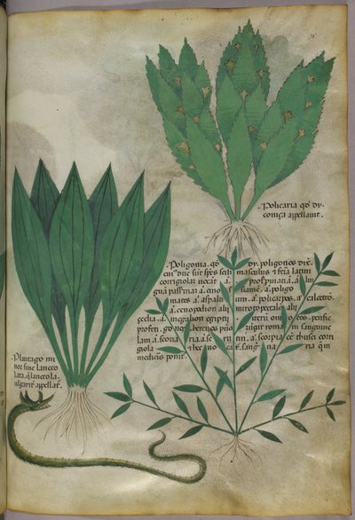 大きな幅広の葉を持つ植物。蛇、1440年頃（ヴェラムにインクと彩色） 作： Italian School