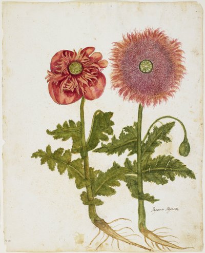 ポピー（Papaver spp。）（wc＆tempera on paper） 作： Italian School