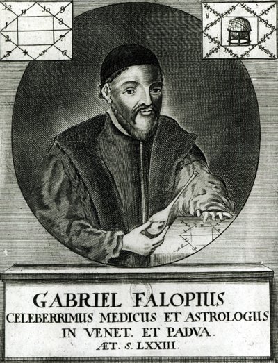 ガブリエル・ファロピウスの肖像（1523-62） 作： Italian School