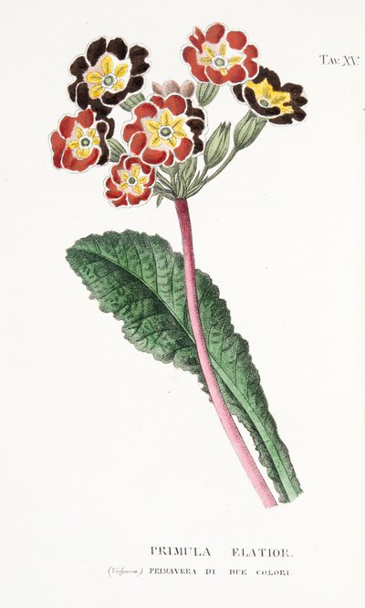 プリムラエラティオール、プレートXV、Lから "Antrotrophy ie The Cultivation" Flowers by Antonio Piccioli、pub.1834 作： Italian School