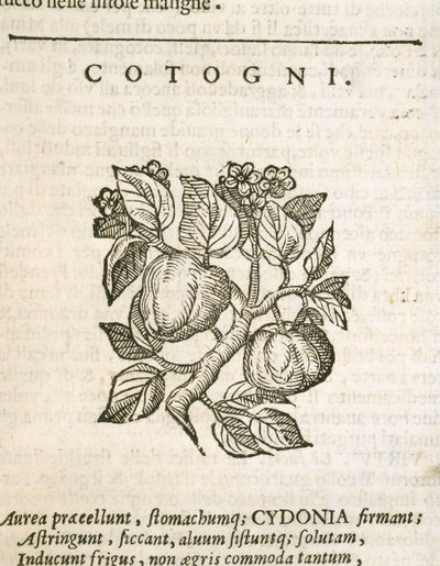 カリン（Cydonia oblonga）、カストーレ・デュランテの版画 作： Italian School