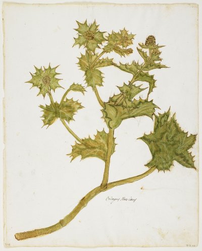 Sea Holly（Eringium Maritime）（WC＆tempera on paper） 作： Italian School