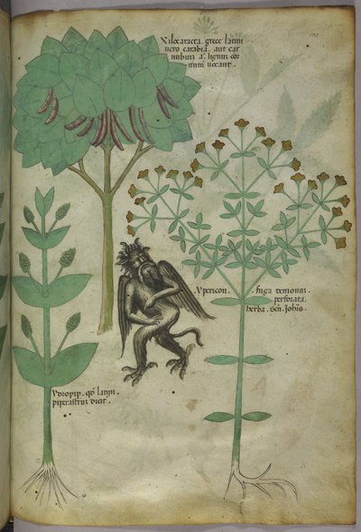 Sloane 4016 f.103 植物と悪魔のミニチュア：悪魔を撃退したと思われるハーブのイペリコン、「ハーブ」から、1440年頃（ベラムにインクと色） 作： Italian School