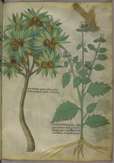 Sloane 4016 f.36「ハーブに関する論文」、1440年頃（ベラム） 作： Italian School