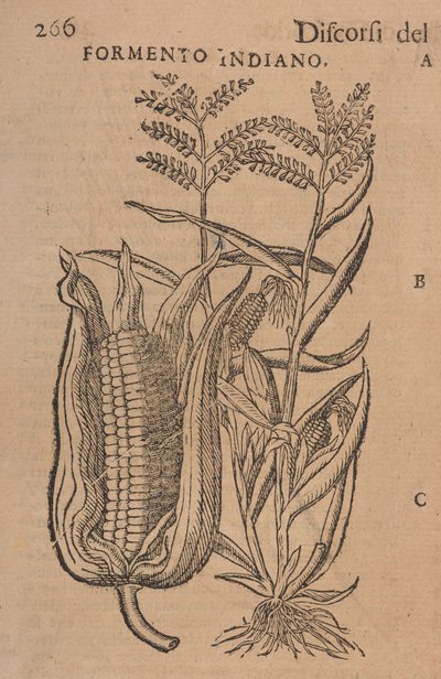 Discursos de M. P. A. Matthioli, corrigidos e aumentados. Com figuras extraídas de plantas e animais naturais, vivos, em número bem maior do que as outras impressas posteriormente, p.266 作： Italian School