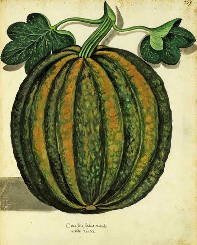 ウリッセアルドロヴァンディ（1522-1605）によるスカッシュプレートは、Piante Fiori Frutti（手塗りの彫刻）で公開されています。 作： Italian School