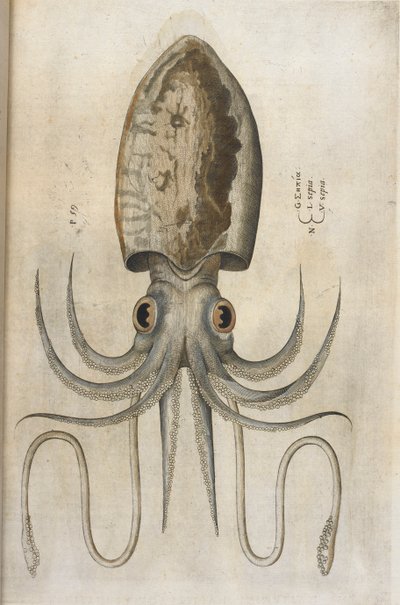 イカ、「Aquatilium Animalium Historiæ liber primus」のイラスト、Ippolito Salviani 作 作： Italian School
