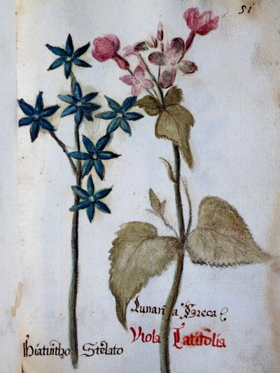 スターリーヒヤシンスとViola rubella var latifolia（ヴィラ・ヴェンドラミンの花の輪郭より 作： Italian School