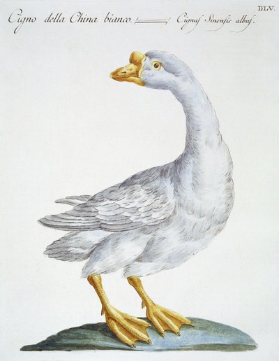 白鳥、1767-76年頃（手描きの彫刻） 作： Italian School