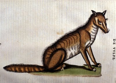 フォックス、コンラッドジェスナーによるlHistoria Aminaliumのイラスト、1560 作： Italian School