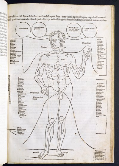 ヨハネス・デ・ケタム（dc1490）15〜16世紀のFascilulus Medicinaeからの男性の解剖学 作： Italian School