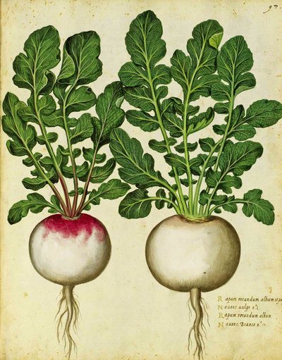 カブby Ulisse Aldrovandi 作： Italian School