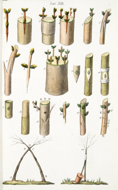 LAntotrofia Ossia La Cultivation DeFiori、Antonio Piccioli、pub.1834による接木果樹のさまざまな例、プレートXIV 作： Italian School