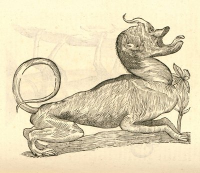 アルドロヴァンディスモンスターの歴史、1642年からカニスモンストロソキャピテのイラスト 作： Italian School