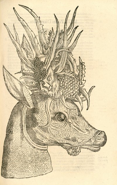 Aldrovandisモンスターの歴史、1642年からのCapreolus Polycerosのイラスト 作： Italian School