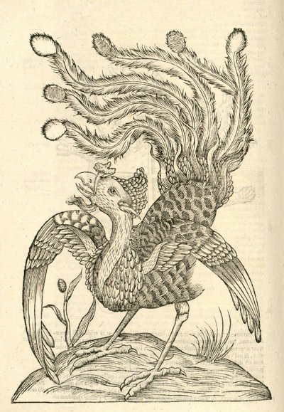 モンスターのアルドロヴァンディスの歴史、1642年からGallus Indicus auritus tridactylusのイラスト 作： Italian School