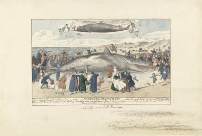 エグモンド・アーン・ゼーに座礁したマッコウクジラ、1764年 Egmond op Zee、Cagelot または Potwhale のすぐ北。 1764 年 2 月 15 日に生きたまま座礁。 (オブジェクトのタイトル) 作： J.A. Visser