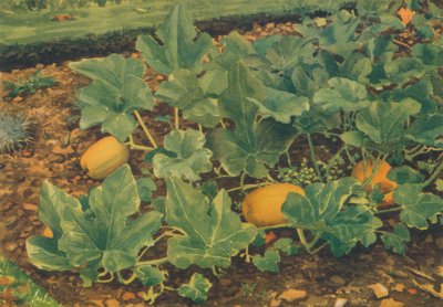 「野菜骨髄」、1947 作： JE Sowerby