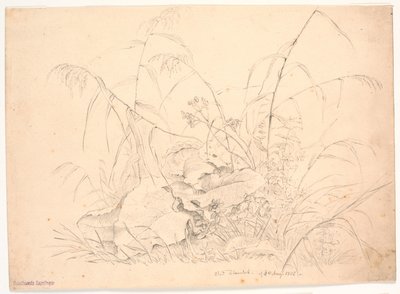 植物研究。 葦とつる 作： J.P. Møller