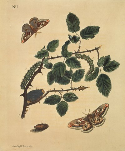 蝶、青虫、植物：プレート1, J.ダットフィールド著 作： J. Dutfield