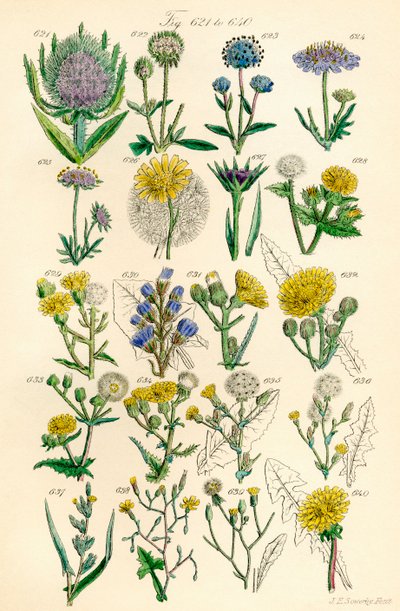 J. E. Sowerby と C. P. Johnson の作品にちなんだ、British Wild Flowers のカラー イラストのページ 作： J. E. and Johnson C. P.  Sowerby