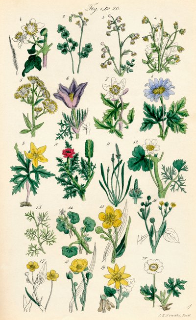 J. E. Sowerby と C. P. Johnson の作品にちなんだ、British Wild Flowers のカラー イラストのページ 作： J. E. and Johnson C. P.  Sowerby