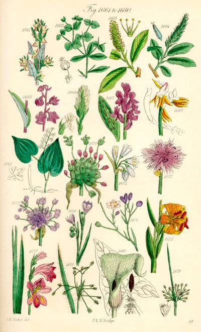 J. E. Sowerby と C. P. Johnson の作品にちなんだ、British Wild Flowers のカラー イラストのページ 作： J. E. and Johnson C. P.  Sowerby