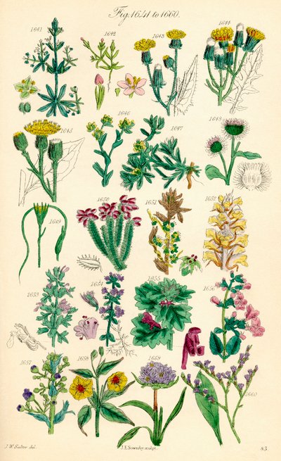 J. E. Sowerby と C. P. Johnson の作品にちなんだ、British Wild Flowers のカラー イラストのページ 作： J. E. and Johnson C. P.  Sowerby
