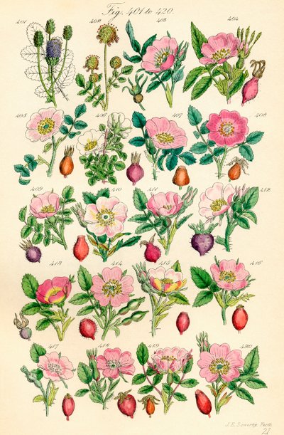 J. E. Sowerby と C. P. Johnson の作品にちなんだ、British Wild Flowers のカラー イラストのページ 作： J. E. and Johnson C. P.  Sowerby