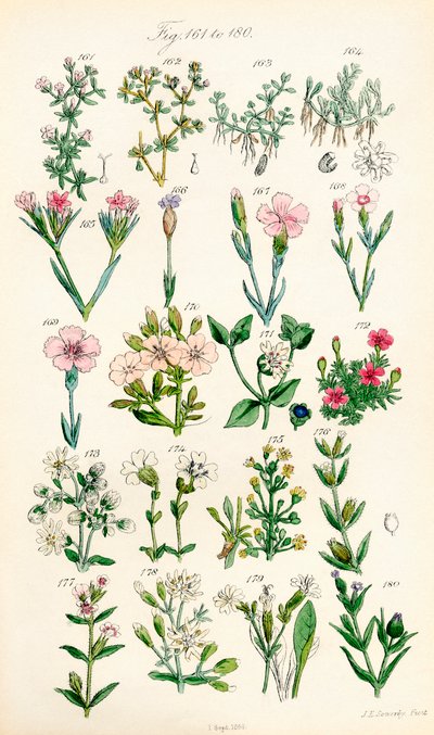 J. E. Sowerby と C. P. Johnson の作品にちなんだ、British Wild Flowers のカラー イラストのページ 作： J. E. and Johnson C. P.  Sowerby