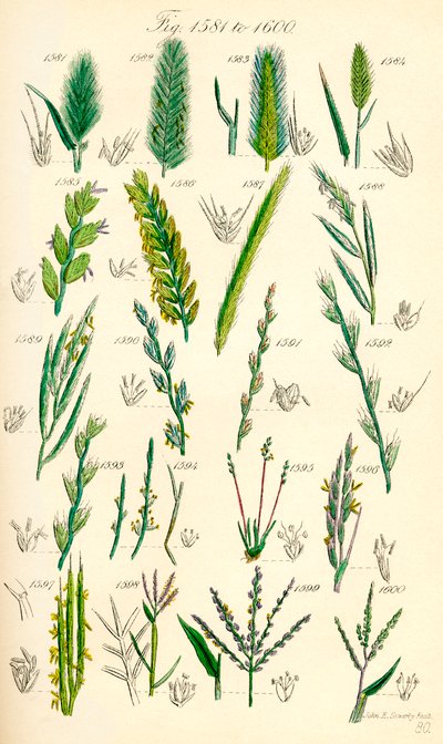 J. E. Sowerby と C. P. Johnson の作品にちなんだ、British Wild Flowers のカラー イラストのページ 作： J. E. and Johnson C. P.  Sowerby