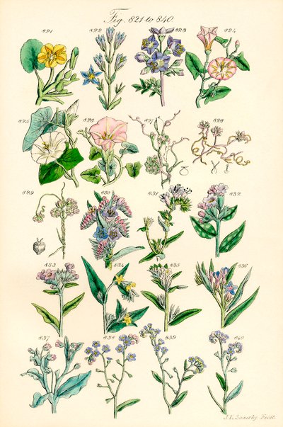 J. E. Sowerby と C. P. Johnson の作品にちなんだ、British Wild Flowers のカラー イラストのページ 作： J. E. and Johnson C. P.  Sowerby