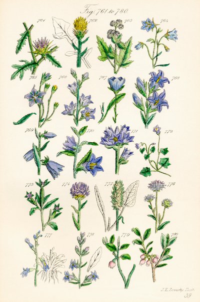 J. E. Sowerby と C. P. Johnson の作品にちなんだ、British Wild Flowers のカラー イラストのページ 作： J. E. and Johnson C. P.  Sowerby